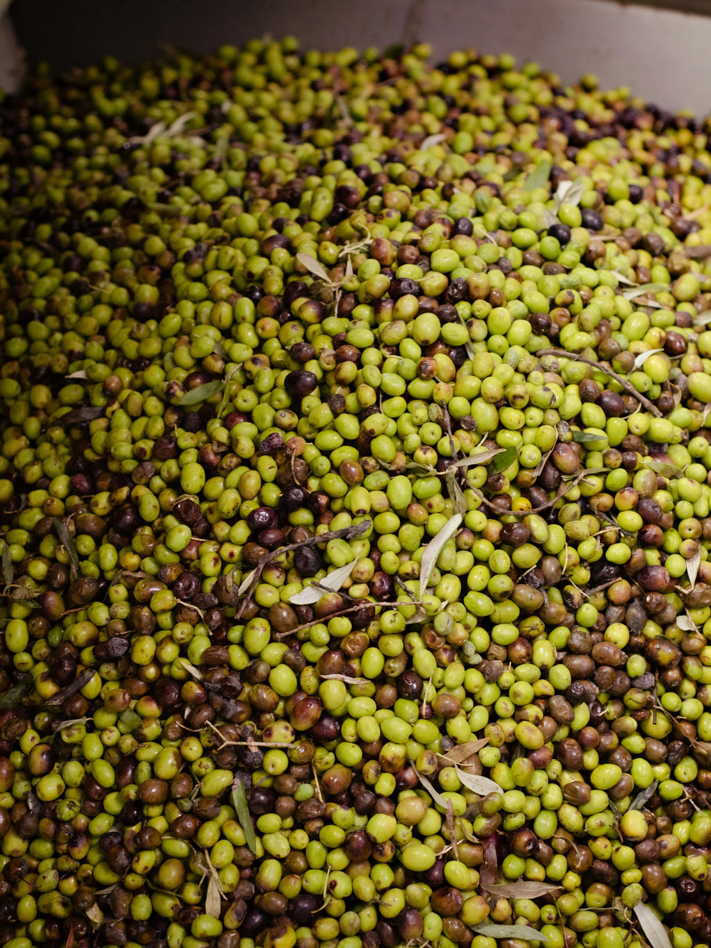 AOVE Jaén Variedad Picual Cosecha 2025/26 - Calidad Premium - Garrafa 5 Litros