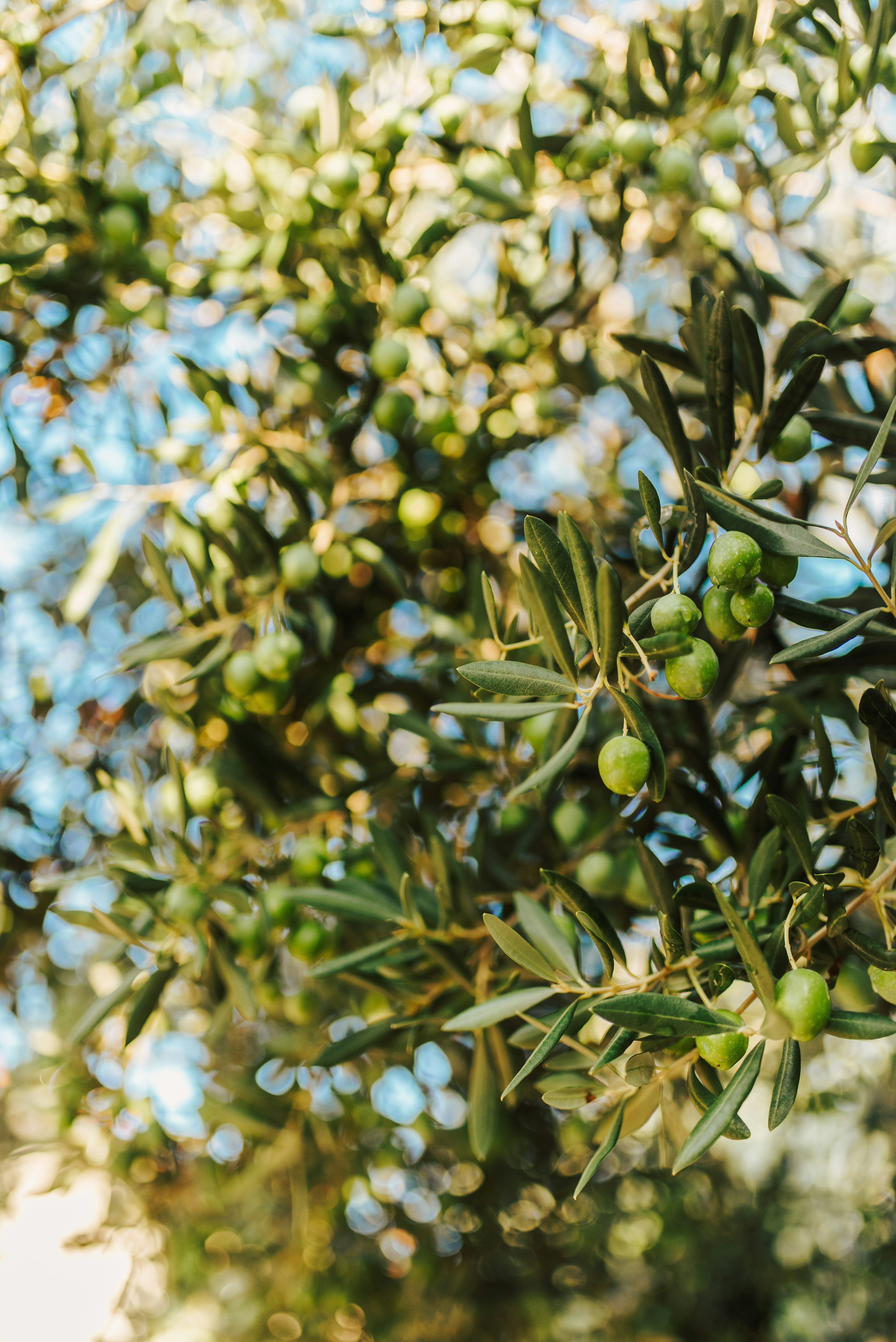 AOVE Jaén Variedad Picual Cosecha 2025/26 - Calidad Premium - Garrafa 5 Litros