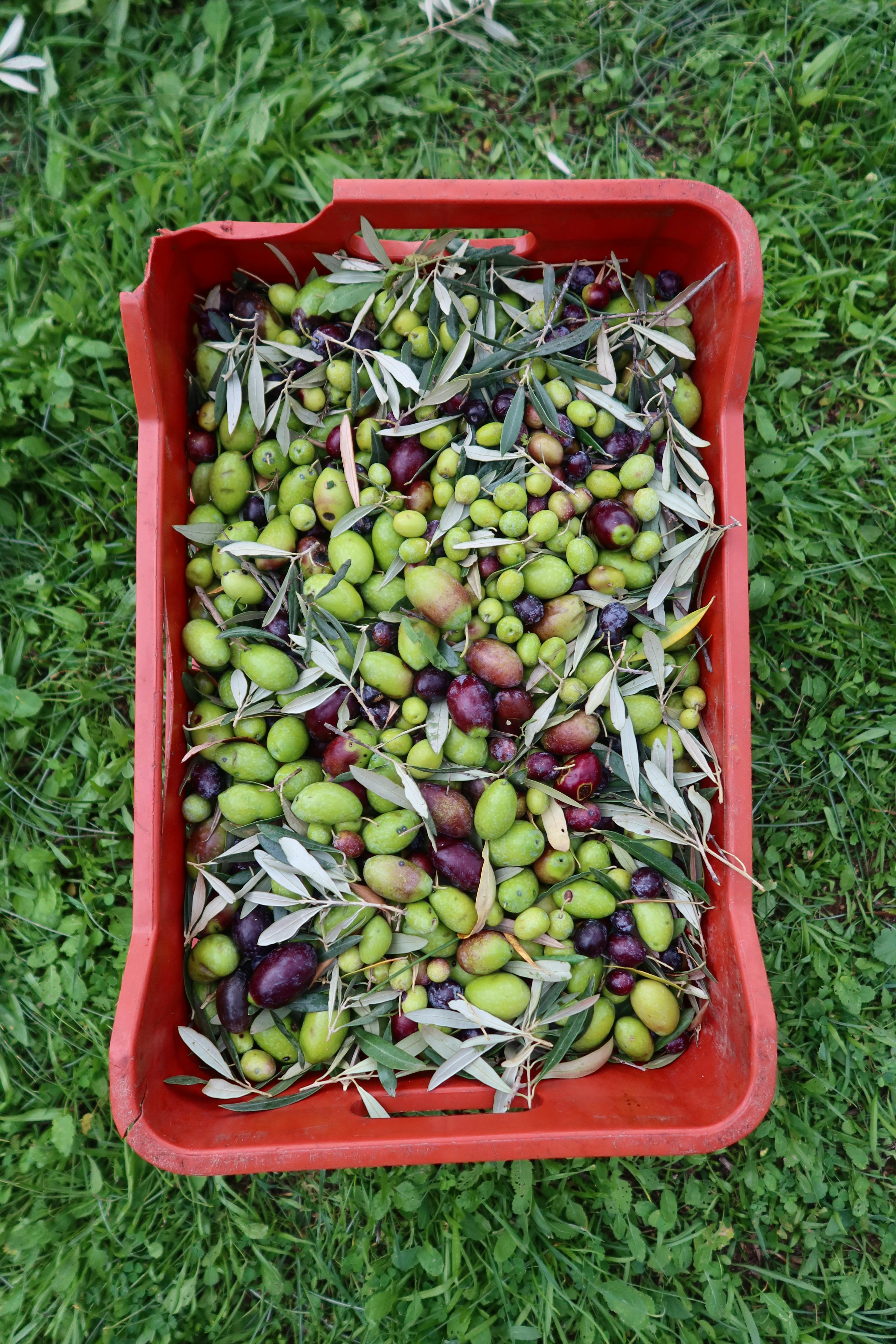 AOVE Jaén Variedad Picual Cosecha Temprana 2025/26 - Premium Ecológico 500ml