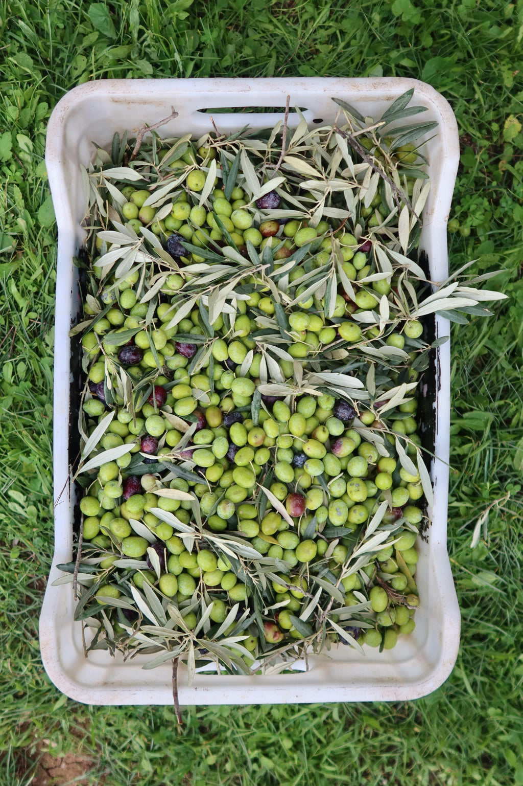 AOVE Jaén Cosecha Temprana 2025/26 - Edición Limitada 500ml (ÚLTIMAS UNIDADES)