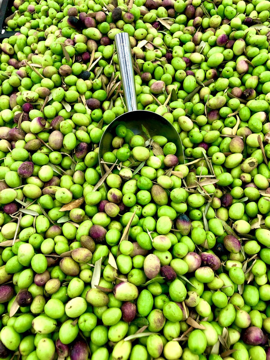 AOVE Jaén Cosecha Temprana 2025/26 - Edición Limitada 500ml (ÚLTIMAS UNIDADES)