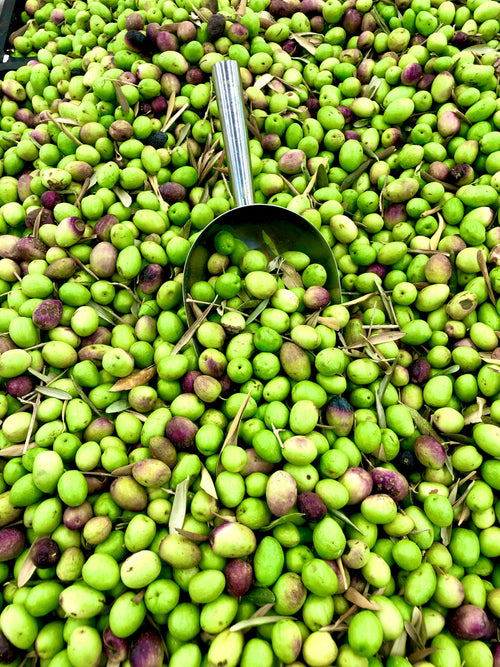 AOVE Jaén Cosecha Temprana 2025/26 - Edición Limitada 500ml (ÚLTIMAS UNIDADES)